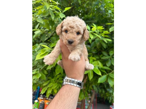 A kalite sevimli aşılı