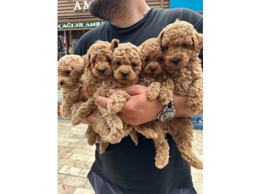 A kalite orjinal toy bebekler