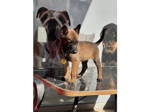 A kalite orjinal mermi