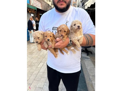 Normal poddel yavrular 