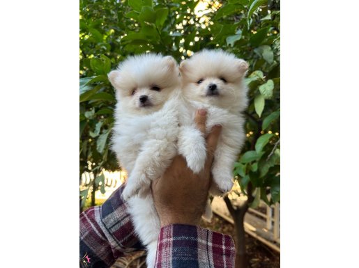 Pamuk şekerler tea cup ayı surat