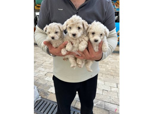 Kar taneleri sağlıklı oyuncu