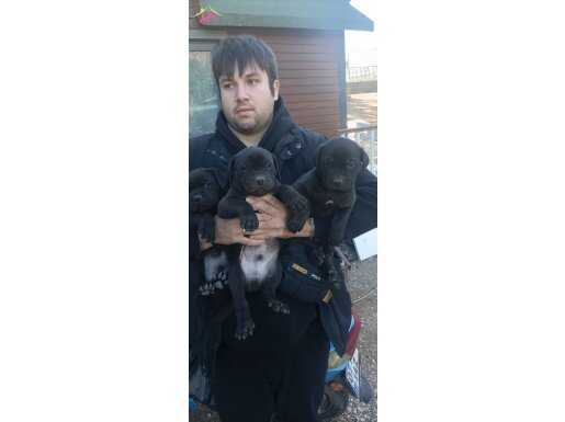 A kalite tosun yavrular 