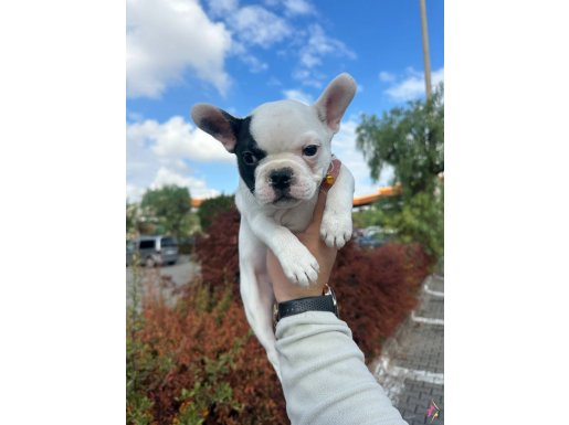 A kalite sıfır kuyruk 