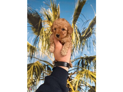 A kalite WC eğitimli 