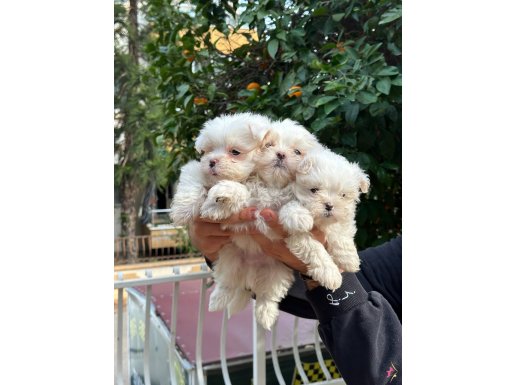 Kar beyaz A kalite bebekler 