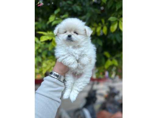 A kalite kar beyaz bebek