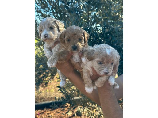 A kalite sağlıklı 