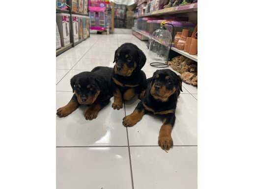 A kalite koca kafa tr tek Macar rot 