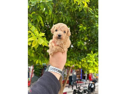 A kalite sağlıklı 