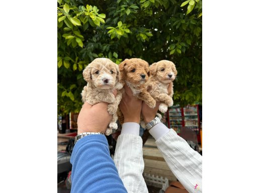 A kalite sağlıklı orjinal