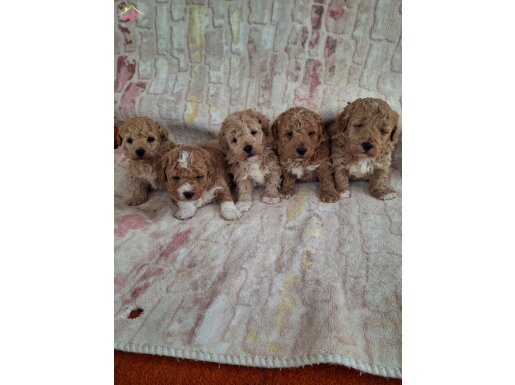 Standandart poddel bebekler