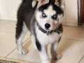 Çift göz mavi orjinal huskler