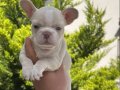 Benekli Kürk Yapılı French Bulldog