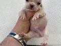 Benekli Kürk Yapılı French Bulldog
