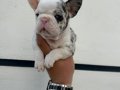 Benekli Kürk Yapılı French Bulldog