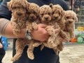 A kalite orjinal sağlıklı kıvırcık Poodle 