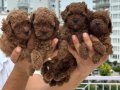 A kalite orjinal sağlıklı kıvırcık Poodle 