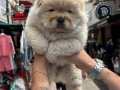 Orjinal Sağlıklı Tosun Chow Chow