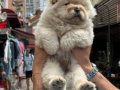 Orjinal Sağlıklı Tosun Chow Chow
