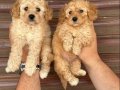 Uygun Sağlıklı Standart Poodle