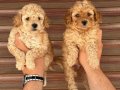 Uygun Sağlıklı Standart Poodle