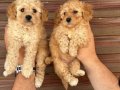 Uygun Sağlıklı Standart Poodle