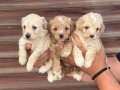 A kalite sağlıklı maltipoo 