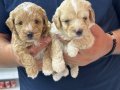 A kalite sağlıklı maltipoo 