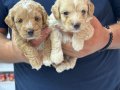 A kalite sağlıklı maltipoo 