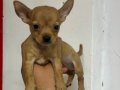 Tea cup Pinscher Yavrular