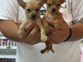 Tea cup Pinscher Yavrular