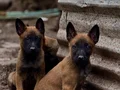Mermi Belçika 