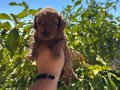 Orjinal sağlıklı Toy Poodle
