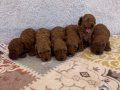 Orjinal sağlıklı Toy Poodle