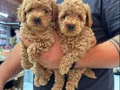 Orjinal sağlıklı Toy Poodle