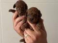 Orjinal sağlıklı Toy Poodle