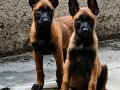 Sağlıklı Orjinal Malinois Yavrularımın 