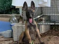 Sağlıklı Orjinal Malinois Yavrularımın 