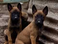 Sağlıklı Orjinal Malinois Yavrularımın 