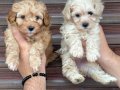 Sağlıklı orjinal Maltipoo bebeklerim