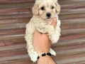 Sağlıklı orjinal Maltipoo bebeklerim