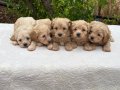 Sağlıklı orjinal Maltipoo bebeklerim