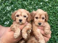 Sağlıklı orjinal Maltipoo bebeklerim
