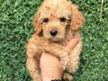 Sağlıklı orjinal Maltipoo bebeklerim
