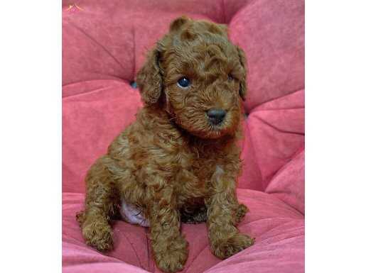Şampiyon Soylu,Minik Oyuncu,Tüy dökmez,TOY Poodle'lar 