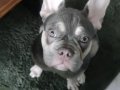 Sağlıklı 8 Aylık Erkek Fransız Bulldog