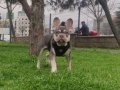 Sağlıklı 8 Aylık Erkek Fransız Bulldog