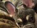 Sağlıklı 8 Aylık Erkek Fransız Bulldog