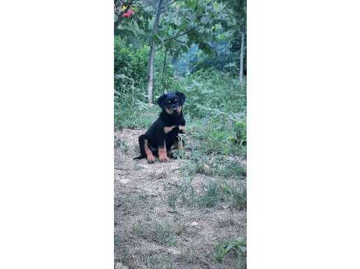 scr belgeli safkan aşıları tam dişi yavru üretim izinli.